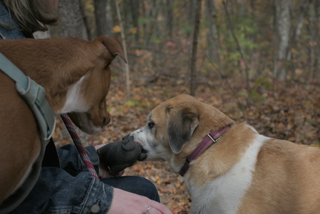 20251025_kitties and dog park with Imby__DSC0117_.jpg