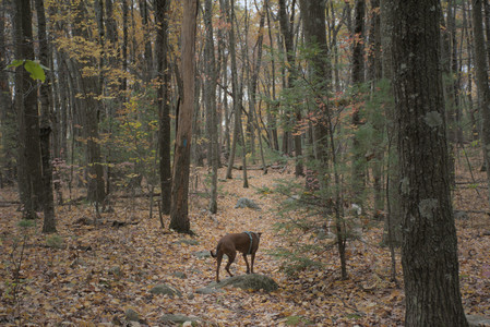 20251025_kitties and dog park with Imby__DSC0118_.jpg