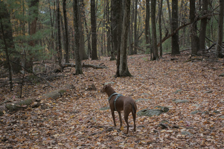 20251025_kitties and dog park with Imby__DSC0119_.jpg