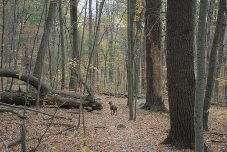 20251025_kitties and dog park with Imby__DSC0123_.jpg