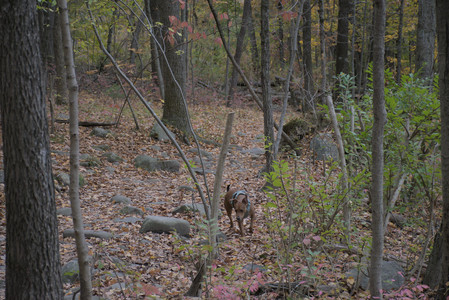 20251025_kitties and dog park with Imby__DSC0124_.jpg