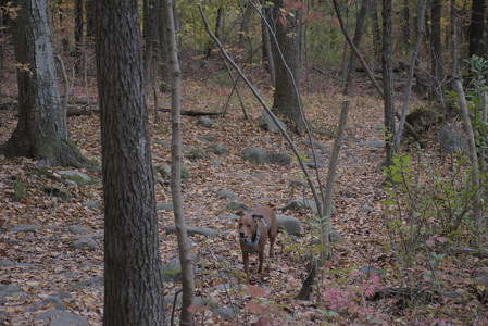 20251025_kitties and dog park with Imby__DSC0125_.jpg