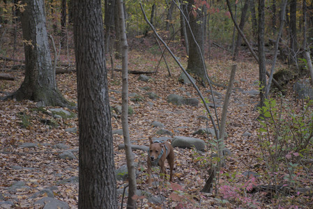 20251025_kitties and dog park with Imby__DSC0126_.jpg