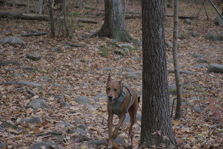 20251025_kitties and dog park with Imby__DSC0127_.jpg