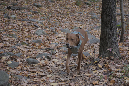 20251025_kitties and dog park with Imby__DSC0128_.jpg