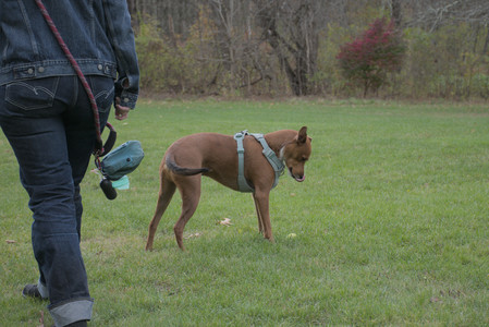 20251025_kitties and dog park with Imby__DSC0131_.jpg