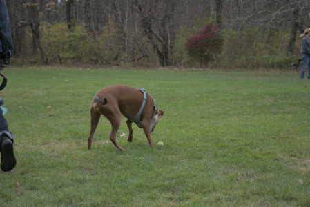 20251025_kitties and dog park with Imby__DSC0132_.jpg