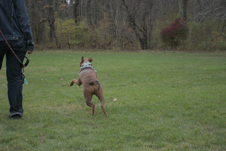 20251025_kitties and dog park with Imby__DSC0133_.jpg