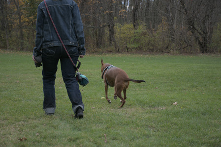 20251025_kitties and dog park with Imby__DSC0134_.jpg