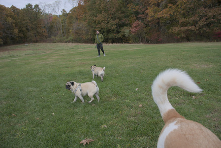 20251025_kitties and dog park with Imby__DSC0136_.jpg