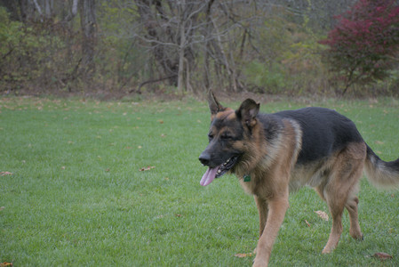 20251025_kitties and dog park with Imby__DSC0138_.jpg