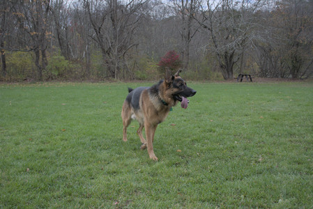 20251025_kitties and dog park with Imby__DSC0140_.jpg