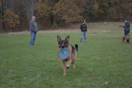 20251025_kitties and dog park with Imby__DSC0143_.jpg