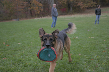 20251025_kitties and dog park with Imby__DSC0144_.jpg