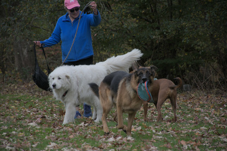 20251025_kitties and dog park with Imby__DSC0150_.jpg