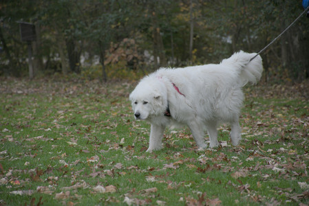 20251025_kitties and dog park with Imby__DSC0151_.jpg