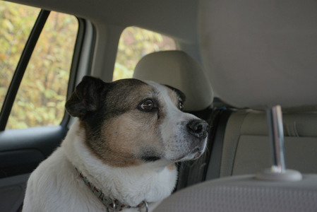 20251025_kitties and dog park with Imby__DSC0153_.jpg