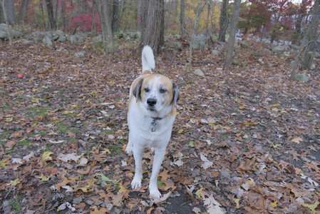 20251031_Cats and then dog park__DSC0029_.jpg