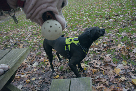 20251031_Cats and then dog park__DSC0032_.jpg