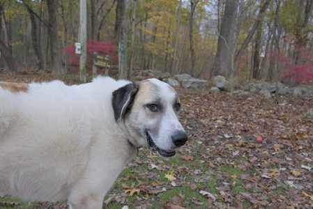 20251031_Cats and then dog park__DSC0035_.jpg