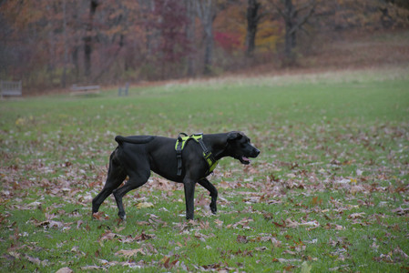 20251031_Cats and then dog park__DSC0036_.jpg