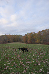 20251031_Cats and then dog park__DSC0037_.jpg