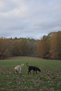 20251031_Cats and then dog park__DSC0038_.jpg