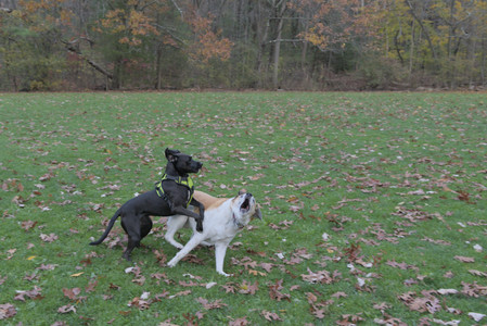 20251031_Cats and then dog park__DSC0039_.jpg