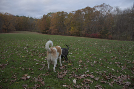 20251031_Cats and then dog park__DSC0040_.jpg
