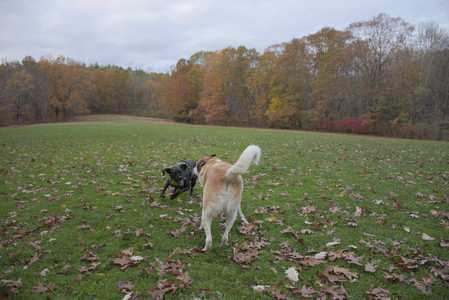 20251031_Cats and then dog park__DSC0041_.jpg