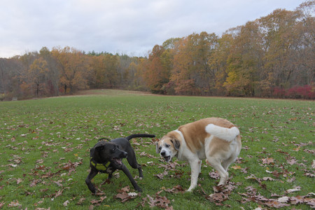 20251031_Cats and then dog park__DSC0042_.jpg