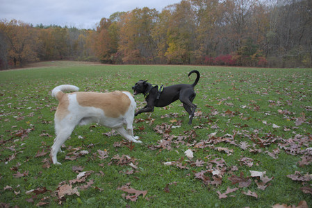 20251031_Cats and then dog park__DSC0043_.jpg