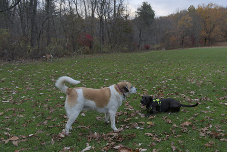 20251031_Cats and then dog park__DSC0044_.jpg