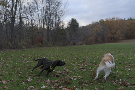 20251031_Cats and then dog park__DSC0046_.jpg
