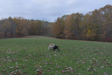20251031_Cats and then dog park__DSC0047_.jpg