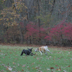 20251031_Cats and then dog park__DSC0048_.jpg