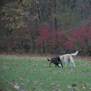 20251031_Cats and then dog park__DSC0050_.jpg