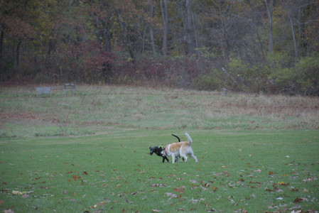 20251031_Cats and then dog park__DSC0052_.jpg