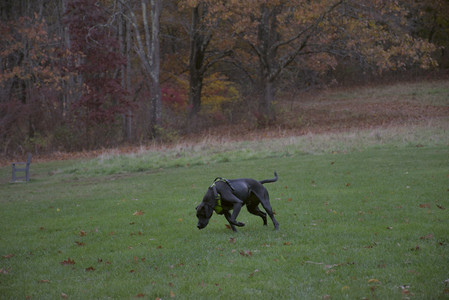 20251031_Cats and then dog park__DSC0053_.jpg