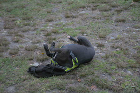 20251031_Cats and then dog park__DSC0056_.jpg