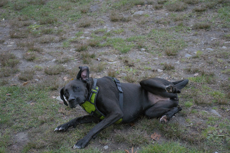 20251031_Cats and then dog park__DSC0057_.jpg