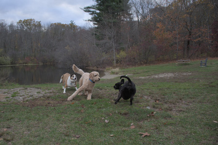 20251031_Cats and then dog park__DSC0063_.jpg