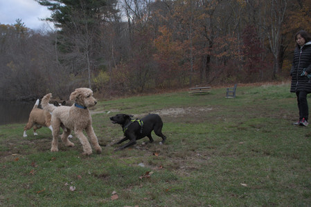 20251031_Cats and then dog park__DSC0064_.jpg