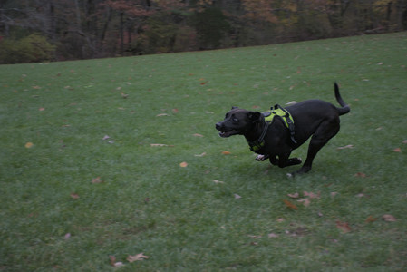 20251031_Cats and then dog park__DSC0070_.jpg
