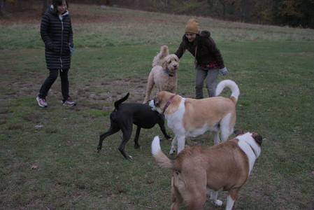 20251031_Cats and then dog park__DSC0072_.jpg