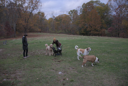 20251031_Cats and then dog park__DSC0073_.jpg