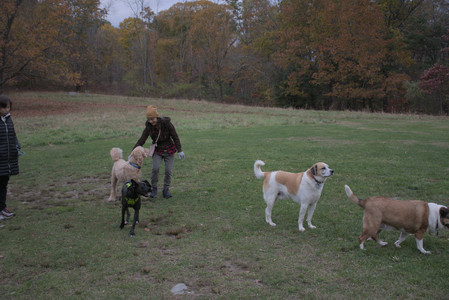 20251031_Cats and then dog park__DSC0074_.jpg