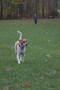 20251031_Cats and then dog park__DSC0080_.jpg