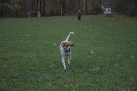 20251031_Cats and then dog park__DSC0081_.jpg