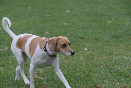 20251031_Cats and then dog park__DSC0082_.jpg